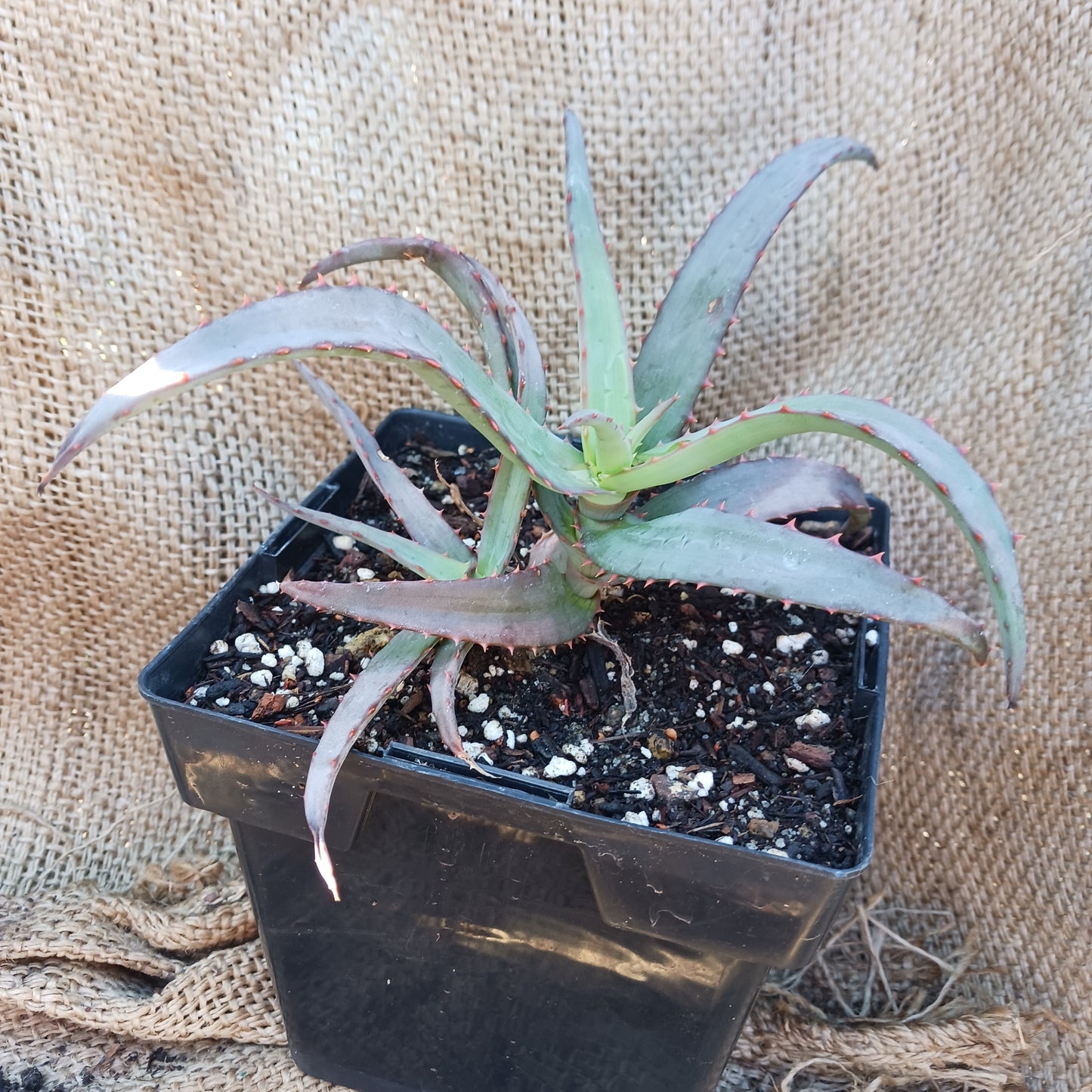 Aloe vaotsanda X divaricata - 6in